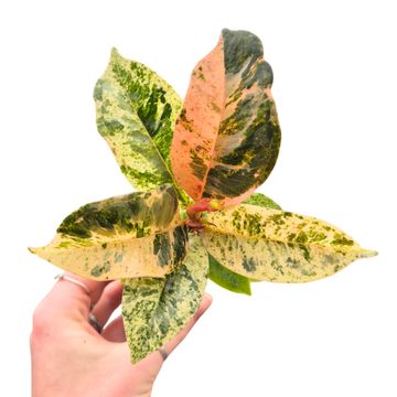 Ficus elastica 'Shivereana Moonshine'