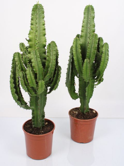 Euphorbia erythraea — Pflanzengroßhandel FlorAccess