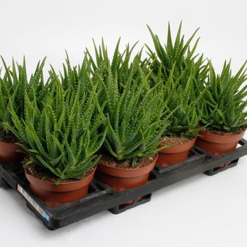 Aloe vera 'Verini'