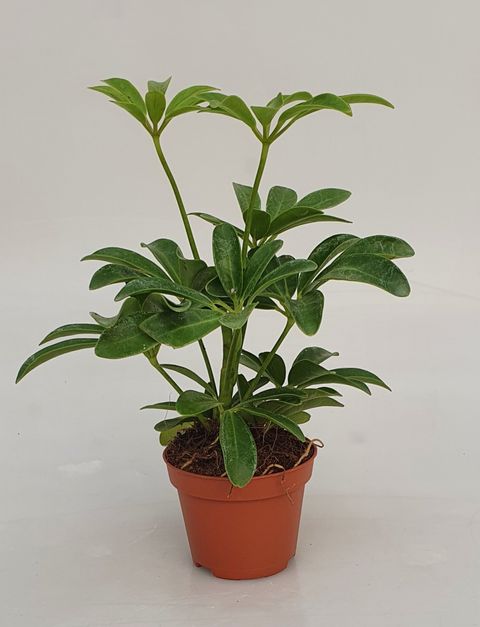 Schefflera arboricola 'Luseana'