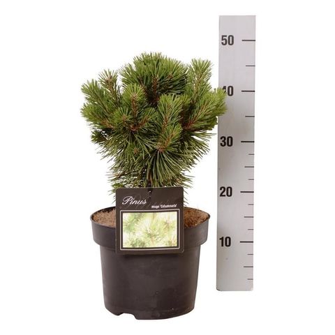 Pinus mugo 'Columbo'