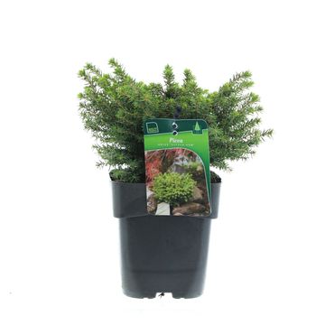 Picea abies 'Литл Джем'