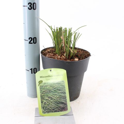 Miscanthus sinensis 'Gracillimus'