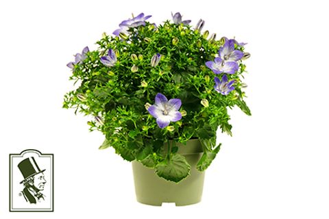 Campanula portenschlagiana 'Fancy Mee'