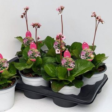 Bergenia 'Jelle'