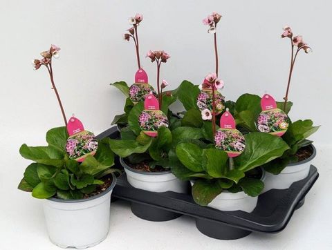 Bergenia 'Jelle'