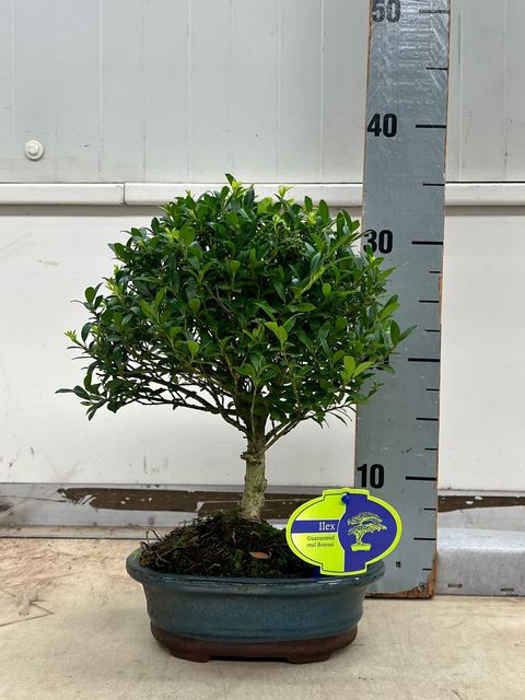 Ilex crenata