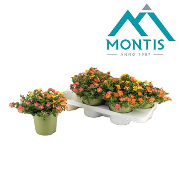 Portulaca GEMISCHT IN TOPF