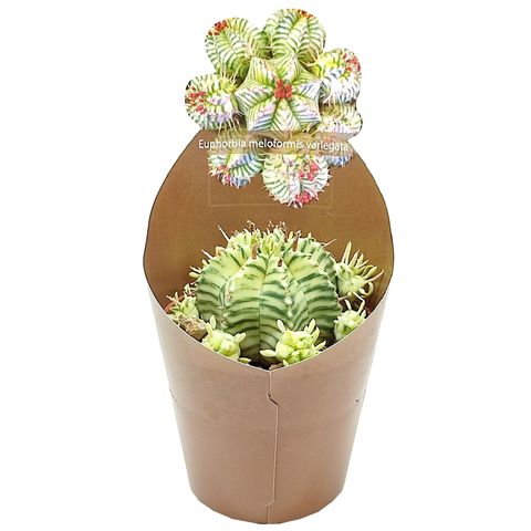 Euphorbia meloformis 'Variegata'