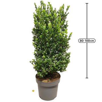 Ilex crenata 'Caroline Upright'