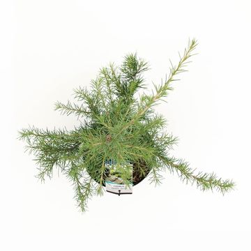 Cedrus deodara 'Aurea'