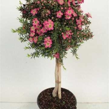 Leptospermum 'Sunshine'