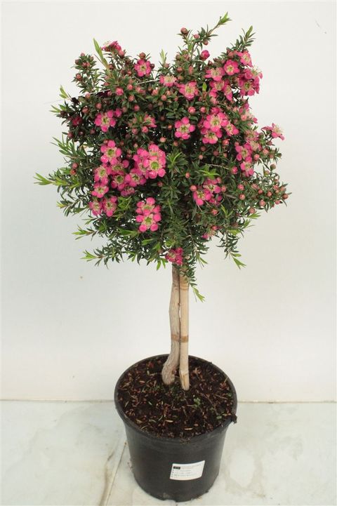 Leptospermum 'Sunshine'