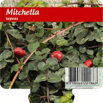 Mitchella repens