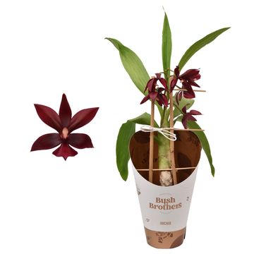 Catasetum macrocarpum