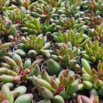 Adromischus cristatus clavifolius