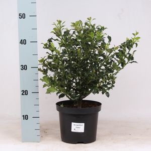 Ilex aquifolium 'Alaska' (Vredebest, Kwekerij)