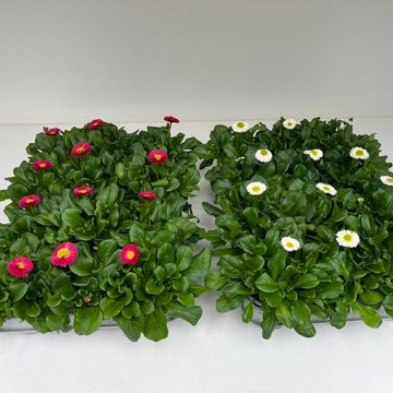 Bellis perennis SPEEDSTAR MIX