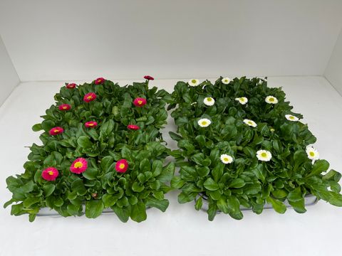 Bellis perennis SPEEDSTAR MIX