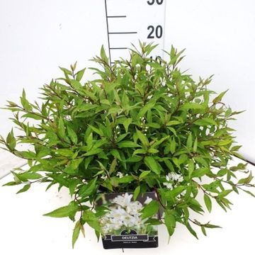 Deutzia gracilis 'Nikko'