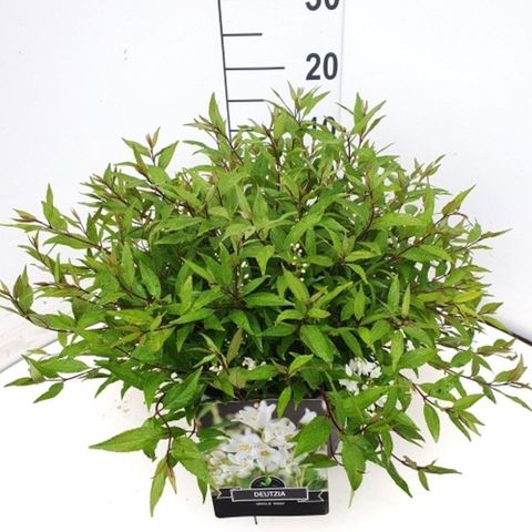 Deutzia gracilis 'Nikko'