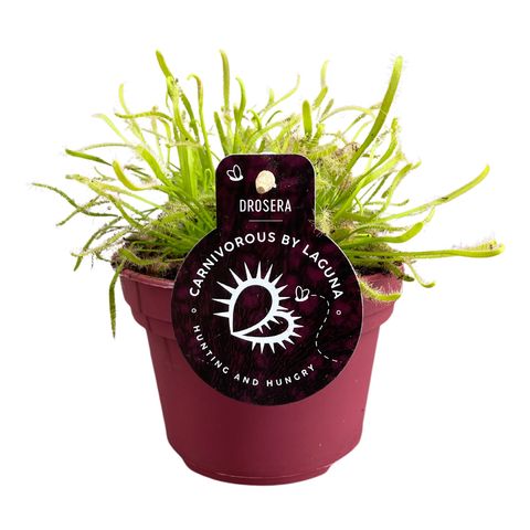 Drosera capensis