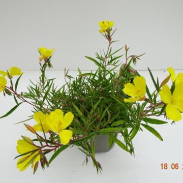 Oenothera fruticosa LEMON DROP