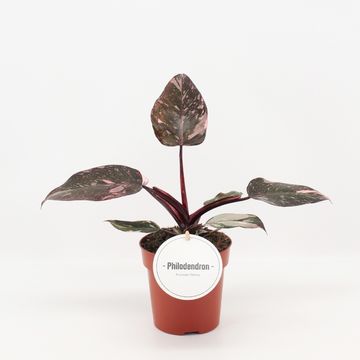 Filodendro 'Pink Princess'