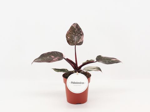Filodendro 'Pink Princess'