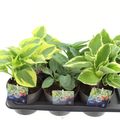 Hosta MIX