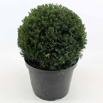 Taxus x media 'Groenland'