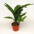 Aspidistra elatior