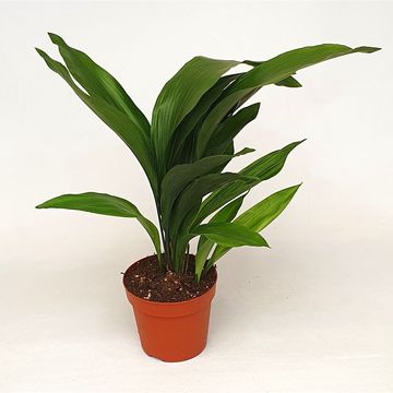 Aspidistra elatior