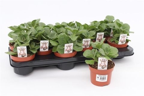 Plectranthus caninus 'Sumcol 01'