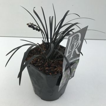 Ophiopogon planiscapus 'Niger'