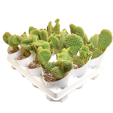 Opuntia microdasys pallida f. undulata