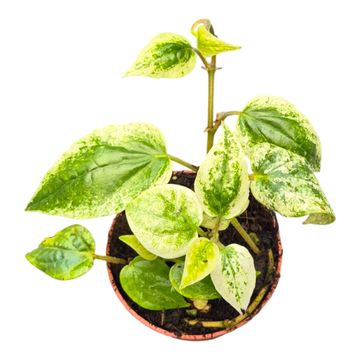 Piper macropiper 'Variegata'