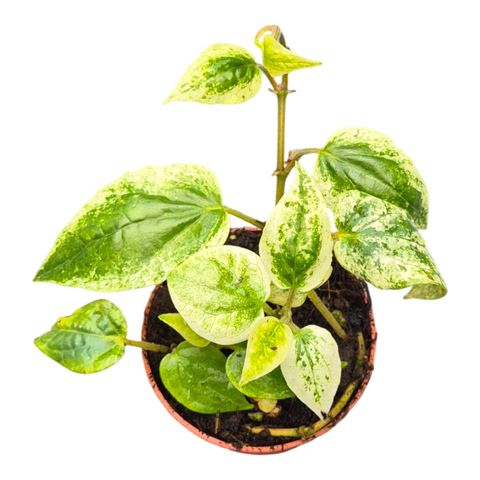 Piper macropiper 'Variegata'