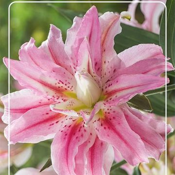 Lilium 'Broken Heart'