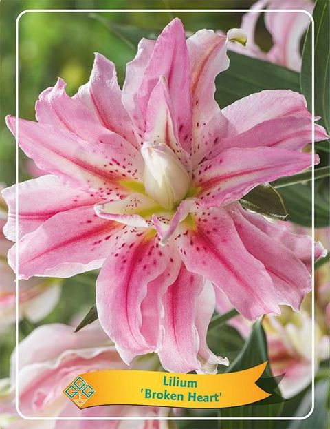 Lilium 'Broken Heart'