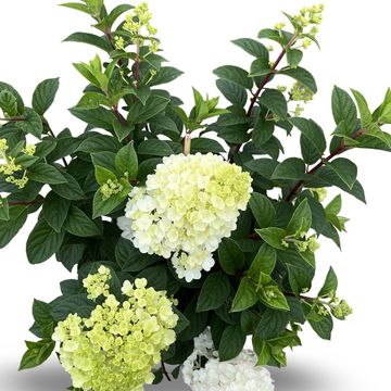 Hydrangea paniculata SUNDAE FRAISE