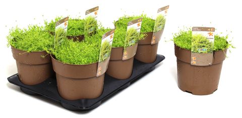 Sagina subulata 'Lime Moss'