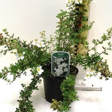 Potentilla fruticosa 'Abbotswood'