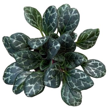 Primulina yungfuensis
