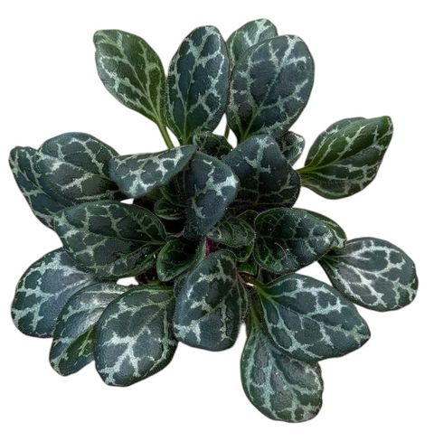 Primulina yungfuensis