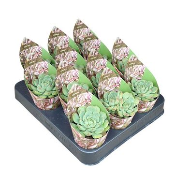 Echeveria 'Kircheriana'