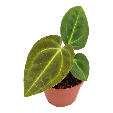Anthurium Dark Phoenix x Papillilaminum
