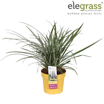 Astelia nervosa 'Westland'