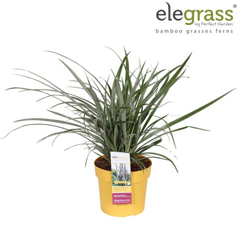 Astelia nervosa 'Westland'