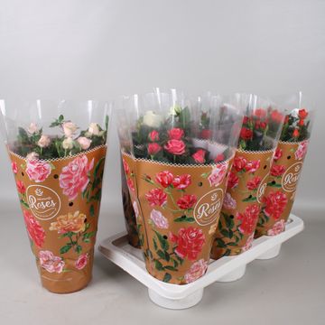 Rosa FAVOURITE ROSES MIX